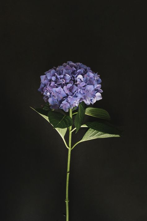 Purple hydrangea flower on black background Free Photo | Free Photo #Freepik #photo #freebackground #freeflower #freefloral #freeleaf Purple Hydrangea Aesthetic, Flower On Black Background, Rose Flower Png, Flowers On Black Background, Photo Purple, Flowers Black Background, Dark Purple Flowers, Michel De Montaigne, Purple Hydrangea