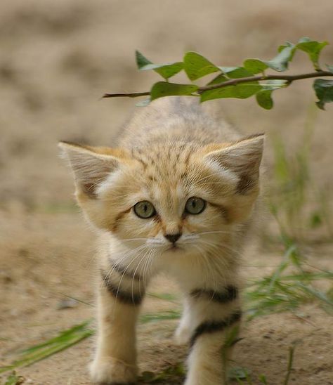 Sand Cat Aesthetic, Sand Cats, Baby Animals Cute, Desert Cat, Small Wild Cats, Sand Cat, Pretty Animals, Animals Cute, Cat Photography