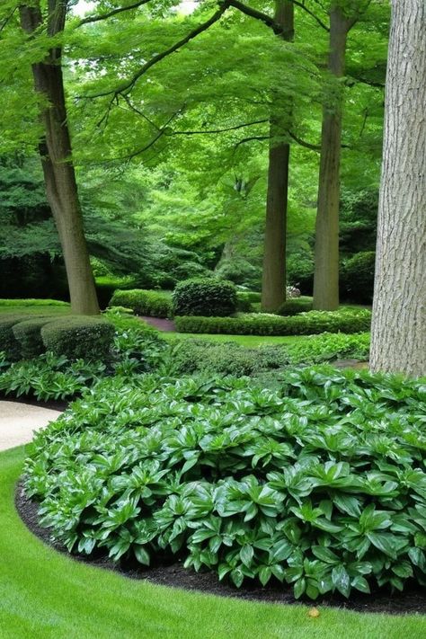 10 Ground Cover Plants For Shaded Areas Under Tree Ground Cover, Ground Cover Landscaping, Ground Cover Plants Shade, Plants For Shaded Areas, Evergreen Ground Cover Plants, Monkey Grass, Evergreen Groundcover, Vinca Minor, Sweet Woodruff