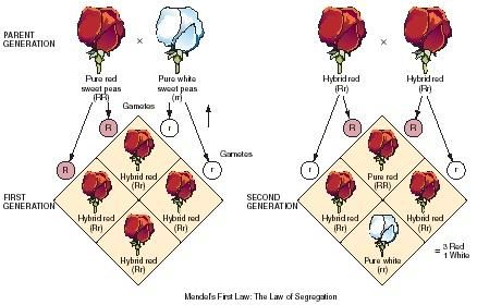 Mendel's Law of Segregation. (Reproduced by permission of The Gale Group.) Monohybrid Cross, Biology Genetics, Gregor Mendel, Bio Notes, Biology Diagrams, Laws Of Motion, Baby Feeding Schedule, Science Chemistry, Molecular Biology