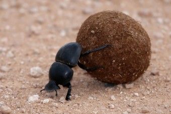 Dung Beetles Use the Milky Way to Navigate Rhino Beetle, Dung Beetle, Leopard Tortoise, Elephant Park, Rainforest Plants, Sea To Shining Sea, Animal Groups, African Wildlife, Equine Photography