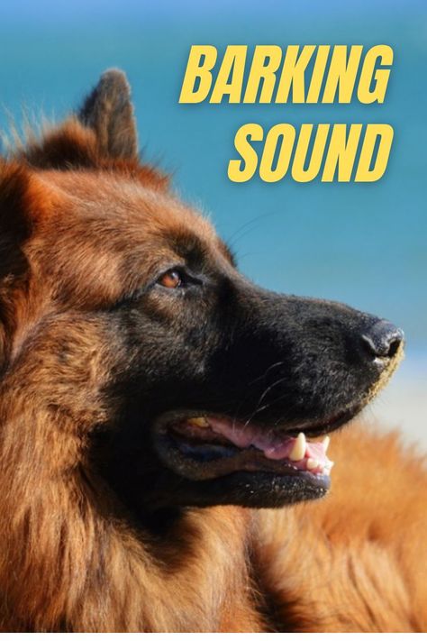 German Shepherd Barking, Dog Sound, Effect Video, Dog German Shepherd, Dog Sounds, Dog German, Education Positive, Dog Barking, Sound Effects