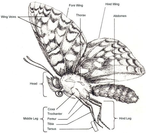 The butterfly is a member of the Lepidoptera order, joining moths and crickets. According to Greek language, Lepidoptera can be separated as, Lepidos which translates into "scales" and ptera... Butterfly Body Parts, Butterfly Anatomy, Picture Of Butterfly, Rainforest Butterfly, Insect Anatomy, Butterfly Facts, Psychology Blog, Life Cycle Of A Butterfly, Cycle Of A Butterfly