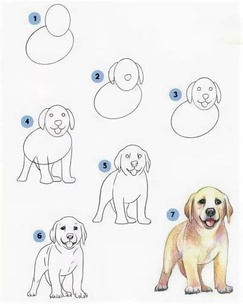 Drawing Ideas Pencil Sketches, Drawing Ideas Pencil, Dog Drawing Tutorial, Draw A Dog, Colorful Hairstyles, Nature Art Drawings, Easy Drawings For Kids, Basic Drawing, Pencil Sketches