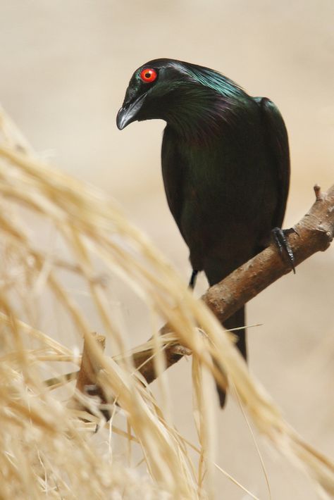 Asian Glossy Starling Asian Glossy Starling, Starling Bird, Bird Costume, Starling, Costume Ideas, Art Inspo, Birds, Animals, Art