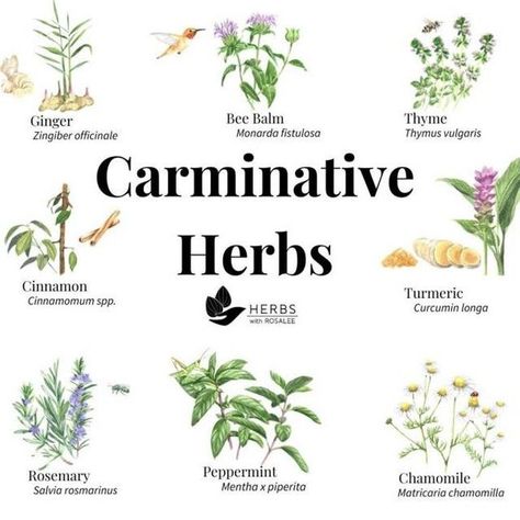 The Alchemist’s Kitchen on Instagram Herb Life, Herbal Education, Medicinal Herbs Garden, Medicinal Garden, Holistic Approach To Health, The Alchemist, Herbal Apothecary, Garden Kit, Healing Plants