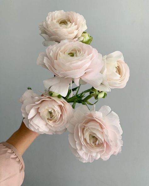 Ranunculus Wedding, Ranunculus Bouquet, Flower Guide, Blush Flowers, Pink Tone, Botanical Flowers, Blush Wedding, Ranunculus, Types Of Flowers