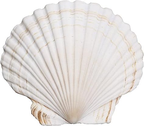 Amazon.com: QICQDRAM 3PCS Shells for Crafts 6''-7'' White Scallop Shells, for Baking Shells, Crafts DIY Painting Beaching Wedding Decoration, Beach Natural Scallop Shells Bulk : Home & Kitchen Scallop Shell Craft, Shells Crafts, Collage Creator, Beach Themed Crafts, Beach Icon, Digital Collage Art, Collage Vintage, Diy Decor Crafts, Scallop Shells