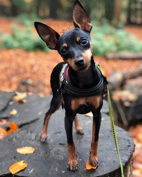 14 Interesting Facts About Miniature Pinschers | PetPress Miniature Pinscher Art, Perro Doberman Pinscher, Miniature Doberman Pinscher, Miniature Doberman, Min Pin Dogs, Mini Doberman, Pincher Dog, Miniature Pinscher Puppy, Miniature Pinscher Dog