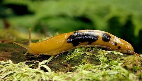 Slugging it out, and the need to bleed Banana Slug, Sea Slug, Beautiful Bugs, Slug, Bugs, The Fosters, Cute Animals, Australia, On Twitter