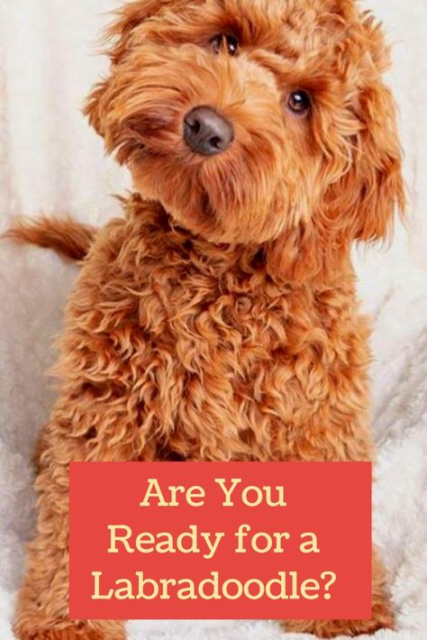 Australian Labradoodle Haircut Style, Labordoodle Puppy, Labradoodle Full Grown, Labradoodle Haircut Style, Labradoodle Vs Goldendoodle, Miniature Labradoodle, Labradoodle Haircut, F1b Labradoodle, Labradoodle Miniature