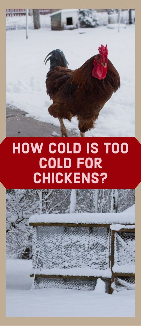 “What temperature is too cold for chickens?“, “What is the coldest temperature chickens can survive in?“, “What should you do to keep your chickens warm this winter?” These are just some of the questions that many new chicken owners in colder climates ask themselves. New Chicken Owners, Wrapping Chicken Run For Winter, How To Keep Chickens Entertained, What To Feed Chickens In The Winter, Winterized Chicken Run, Chickens In Winter Cold Weather, Cold Climate Chicken Coop, Chicken Winter Care, Winter Coop For Chickens