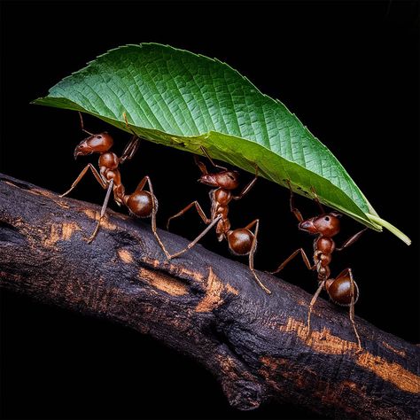 ✅ A captivating close-up photograph of leaf-cutter ants diligently working together on a fallen tree branch. Three ants are carrying large, vibrant green leaves they've meticulously cut from the surrounding foliage, demonstrating their exceptional teamwork. The ants, with their tiny jaws and intricate patterns, create a visually stunning and fascinating composition. The stark contrast between the dark, weathered wood of the branch and the lush, green leaves adds depth and texture to the image... Ants Aesthetic, Pictures Of Ants, Prophetic Art Worship, Ant Art, Fallen Tree, Photography Wildlife, Prophetic Art, Sticker Ideas, Art Curator