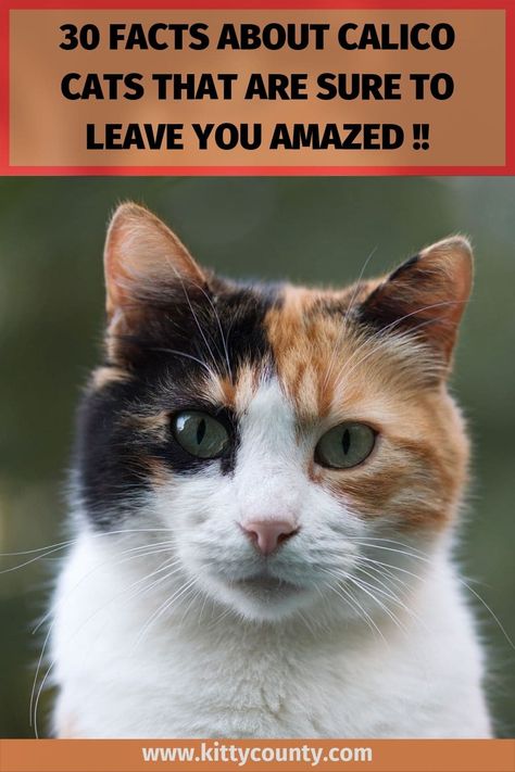 Calico Cat Facts, Cats Facts, Gato Calico, Money Cat, Calico Cats, Calico Kitten, Cat Info, Cat Call, Cat Hacks