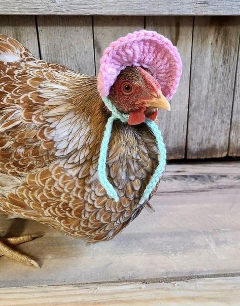 Chicken Harness, Chicken Outfit, Chicken Clothes, Backyard Chicken Coop, Chicken Accessories, Chicken Easter, Chicken Sweater, Chicken Hats, Pet Ducks