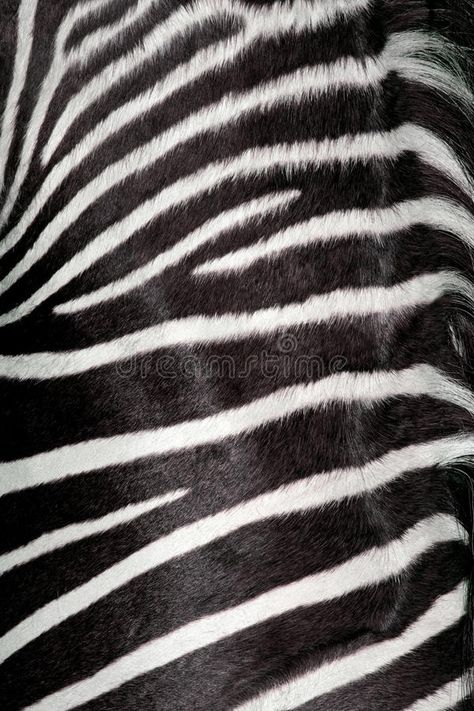 Natural Texture Drawing, Animal Fur Texture, Animals Texture, Animal Skin Texture, African Animals Photography, Zebra Skin Pattern, Animal Texture, Zebra Skin, Leaf Vector