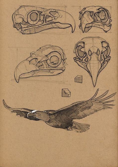 Raven Anatomy, Egale Drawing, Animal Skull Drawing, Bird Anatomy, Eagle Skull, Pencil Drawing Ideas, Bear Sketch, Skull Reference, Eagle Drawing