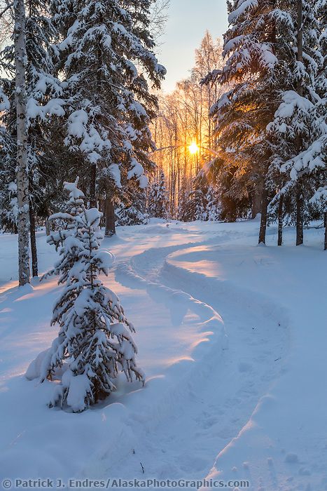 Boreal Forest Winter, Alaska Snow, Forest With Snow, Forest Pathway, Fairbanks Alaska, Snow Forest, Christmas Forest, Boreal Forest, Painting Snow