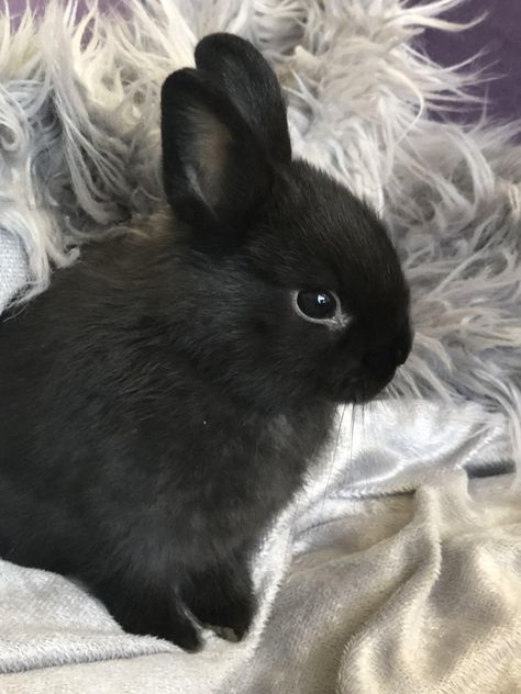 Pet Bunny Rabbits, Rabbit Breeds, Cute Bunny Pictures, Bunny Mom, Black Bunny, Black Rabbit, Fluffy Bunny, Bunny Pictures