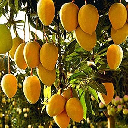 Mango (Manglifera) Live Tropical Fruit Tree 12”-24” Mango Plant, Mango Trees, Growing Peppers, Courtyard Outdoor, Mango Pineapple, Mango Margarita, Garden Courtyard, Mango Fruit, Mango Tree