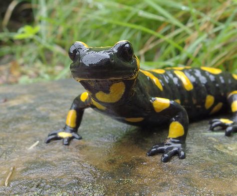 Fire salamander | San Diego Zoo Kids Salamander Aesthetic, Cute Salamander, Fire Salamander, Dart Frogs, Mystical Animals, Salamanders, Pet Tips, Animal Study, San Diego Zoo