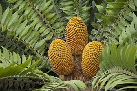 Encephalartos woodii © RBG Kew. Plants With Names, Extinct Plants, Fishing Nursery, Endangered Plants, Plant Activities, Plant Names, Animals And Plants, Migratory Birds, Seed Bank