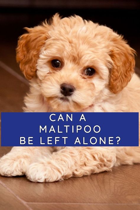 Maltipoos can be left alone for a few hours but they are a very social dog, so there are some precautions you will need to take if you have to leave your Maltipoo alone for multiple hours every day. Moodle Maltese Poodle, Maltipoo Training, Maltipoo Adult, Maltipoo Haircut Styles, Maltipoo Full Grown, Brown Maltipoo, Maltipoo Haircuts, Toy Maltipoo, Maltipoo Breeders