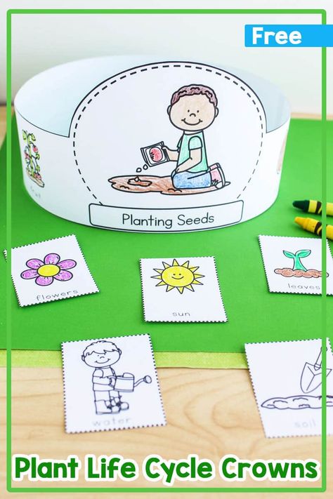 Plant Life Cycle Hats {Free Printable} Plant Life Cycle Activities Kindergarten, Life Cycle Of A Plant Preschool Free Printables, Growing Gardens Crafts For Preschool, Plant Life Cycle Craft Preschool, Life Cycle Of A Plant Free Printable, Flower Life Cycle Craft, Flower Life Cycle Preschool, Plant Life Cycle Project, Life Cycle Preschool