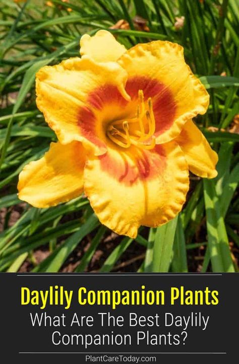 Daylily Companion Plants: What Plants Are Great To Grow With Daylilies Day Lily Companion Plants, Daylily Companion Plants, Stella Doro Daylily Landscaping, Day Lily Landscaping, Daylily Garden Design Beds, What To Plant With Daylilies, Lily Garden Ideas Flower Beds, Stella Doro Daylily, Daylillies Landscaping