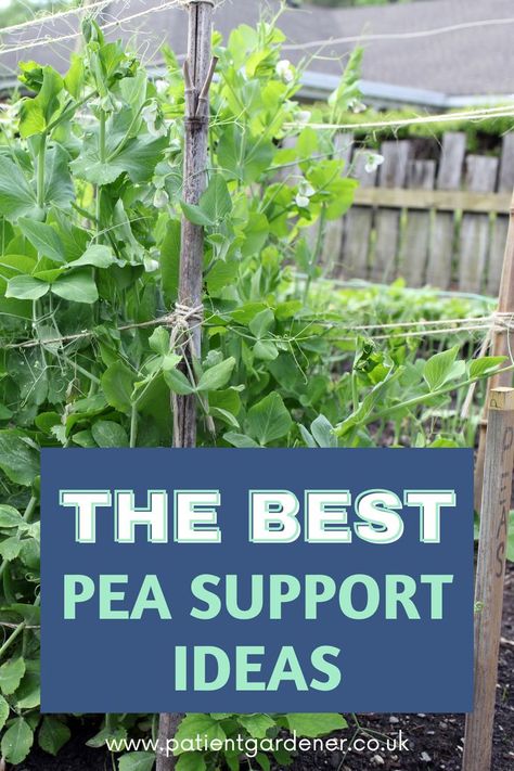 pea support ideas Pea Support Ideas, Peas Trellis, Outdoor Trellis Ideas, Pea Plants, Bean Trellis, Pea Trellis, Garden Arch Trellis, Growing Peas, Trellis Netting