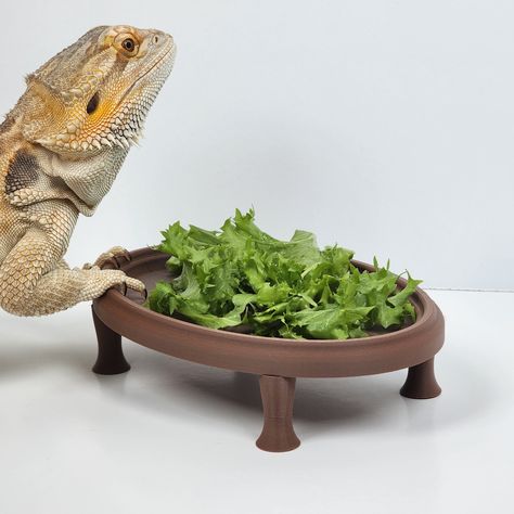 Reptile terrarium