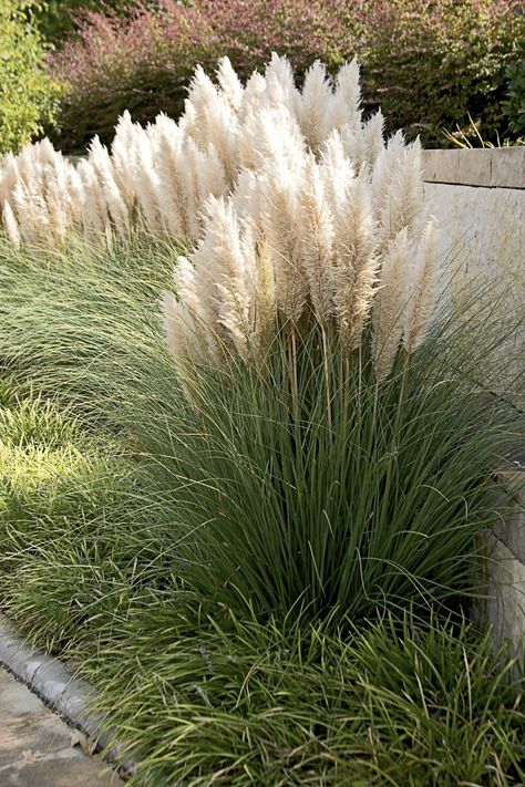 Clump-forming ornamental Grass. Feathery white flower plumes. Blooms summer through winter. Excellent specimen or in groups. Lowe's White Pampas Grass Plant in 2.5-Quart Pot | NURSERY Pampas Grass Landscape, White Pampas, Grass Landscape, Ornamental Grass, Grasses Landscaping, Ornamental Grasses, Pampas Grass, Green Grass, White Flower