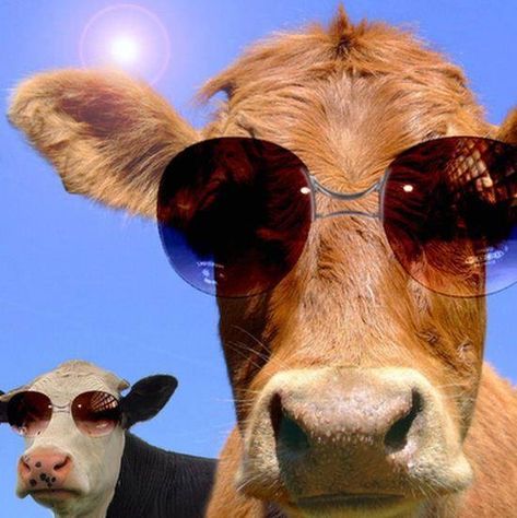 Animal World, Into The Wild, Funny Animal, The Wild, Funny Animals, Cow, Sunglasses, Funny, Animals