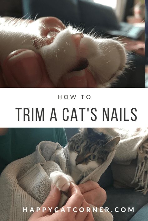 Trimming Cat Nails, Cat Nail Trimming Tips, How To Trim Cat Nails, Cut Cat Nails, Cat Treats Recipes, Clipping Cat Nails, Homemade Cat Treats Recipes, Cats Nails, Trim Cat Nails