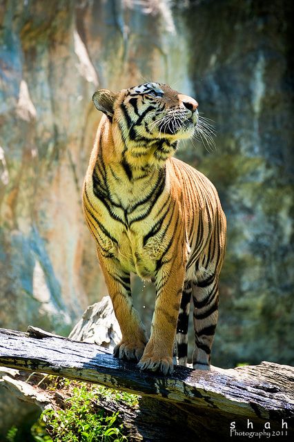 Tiger Looking Up, Female Tiger, Tiger Photography, Beautiful Tiger, Tiger Wallpaper, Cute Tiger, Tiger Pictures, Wild Tiger, Tiger Shroff