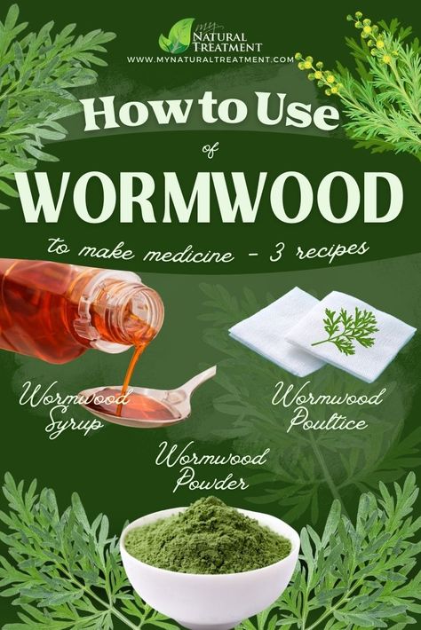 12 Health Uses of Wormwood & How to Use at Home #wormwooduses #wormwoodherb #wormwoodbenefits #healthuses #healthbenefits #wormwood #artemisiaabsinthium Wormwood Herb Benefits, How To Use Wormwood, Benefits Of Wormwood, Wormwood Tincture, Wormwood Benefits, Wormwood Tea, Wormwood Plant, Herbal Medicine Recipes, Herbal Remedies Recipes