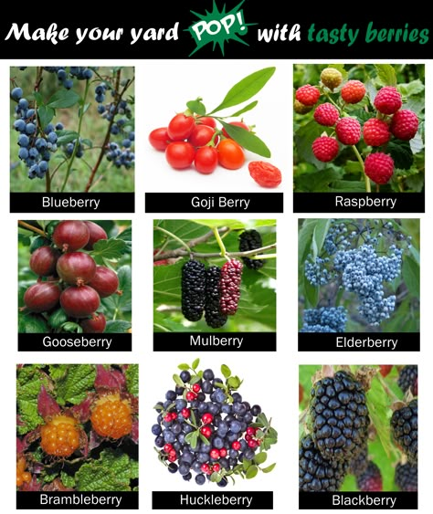 Make your garden POP with tasty berries! 💥 Here are some of our favorites 🍒 Get more landscape ideas at www.solomonsgardens.net/pop Berry Garden Layout, Kitchen Vocabulary, Types Of Berries, Berry Garden, Goth Garden, Berry Plants, Vegetable Garden Diy, Very Berry, Farm Art