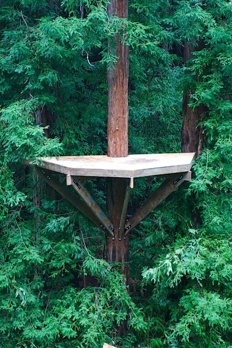 Zip Line Platform, Treehouse Construction, Simple Tree House, Treehouse Ideas, Backyard Fort, Outdoor Platform, Tree Deck, Trees For Front Yard, Challenge Course