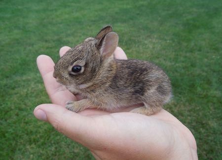 Learn all you wanted to know about cottontail rabbits sharks with pictures, videos, photos, facts, and news from National Geographic. Rabbit Houses, Rabbit Facts, Cottontail Rabbit, Bunny Paws, Photo Facts, Rabbit Pictures, Wild Baby, Cut Animals