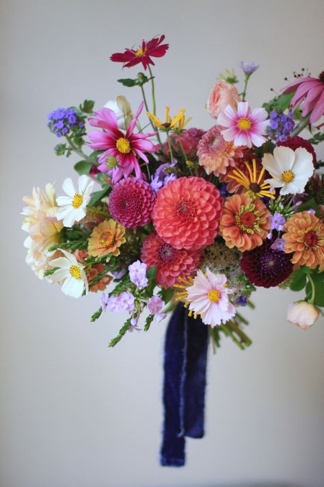 A local flower bouquet including pink, white, and multicolor cosmos, purple dahlias, zinnias, phlox, ageratum, and a pink coneflower against a white background and tied with a blue velvet ribbon Bright Dahlia Wedding Bouquets, Cosmos Flowers Wedding Decor, Bright Dahlia Bouquet, Ageratum Bouquet, Fall Peonies Bouquet, Summer Garden Bouquet, Dahlia And Cosmos Bouquet, Dahlia And Zinnia Wedding Bouquet, Bridal Bouquet September Wedding