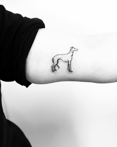 Little Whippet tattoo inked on the left arm by Jake Harry Ditchfield Greyhound Line Drawing, Whippet Tattoo Ideas, Whippet Tattoo, Skin Doodles, Greyhound Tattoo, Tattooed Lady, Related Tattoos, Small Tats, Long Dog