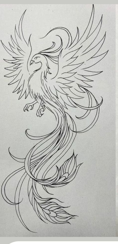 Phoenix Drawing, Phoenix Tattoo Feminine, Phoenix Tail, Tail Drawing, Phoenix Bird Tattoos, Phoenix Tattoo Design, Phoenix Art, Phoenix Tattoo, Bird Drawings