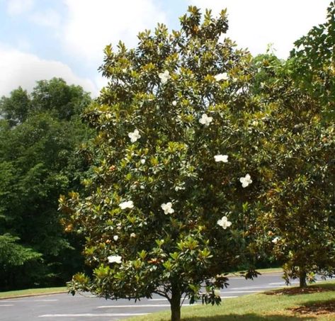 Magnolia Tree Landscaping, Little Gem Magnolia Tree, Downstairs Office, Southern Magnolia Tree, Evergreen Magnolia, Patio Fruit Trees, Yard Makeover, Magnolia Grandiflora, Southern Magnolia