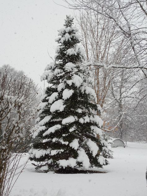 Snow Covered Pine Trees, Winter Pines, Snowy Pine Trees, Snowy Trees Aesthetic, Snowey Pine Trees, Snowy Evergreen Forest, Christmas Tree Images, Snowy Christmas Tree, Eclectic Wallpaper