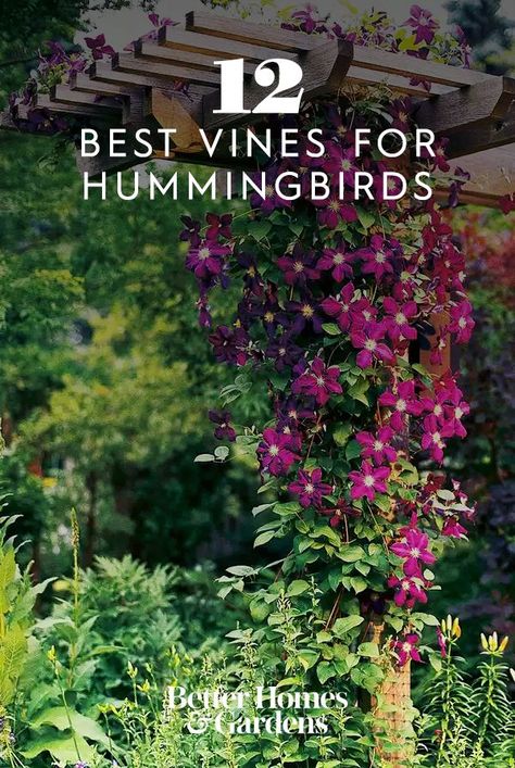 Flowering Vines Climbing Perennial, Hummingbird Planter Ideas, Trumpet Vine Trellis Ideas, Hummingbird Garden Ideas, Hummingbird Garden Design, Hummingbird Plants Perennials, Clematis Trellis Ideas, Hummingbird Garden Plan, Flowers For Hummingbirds