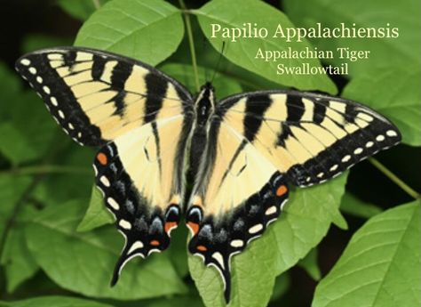 Papilio Appalachiensis (Appalachian Tiger Swallowtail) Swallowtail Butterfly Tattoo, Yellow Swallowtail Butterfly, Tiger Swallowtail Butterfly, Dallas Zoo, Most Beautiful Butterfly, Tiger Swallowtail, Butterfly Species, University Of Texas At Austin, Animal World