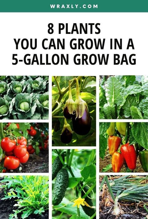 Diy Grow Bags, Best Container Plants, Garden Escape, Bucket Gardening, Plant Bags, Container Vegetables, Garden Bags, Planting Ideas, Growing Veggies