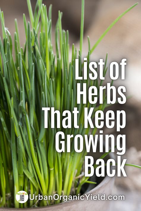 Herb Gardens In Pots, Growing Herbs In Small Spaces, Growing Your Own Herbs, Herb Garden Outdoor Design Landscapes, How To Grow Herbs Outdoors, Best Herbs To Grow Outdoors, Herbs You Can Grow Inside, Herbs That Grow In Shade, Growing Herbs In Kitchen