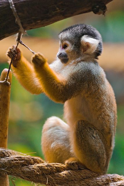 Squirrel Monkey. Animal Journal, Squirrel Monkey, Monkey Pictures, Pet Monkey, Monkeys Funny, Cute Monkey, Cute Animal Photos, Primates, Jungle Animals