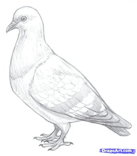 Pigeon Pencil Drawing, Pigeon Art Drawing, Pigeon Sketch, Embroidery Seasons, Pigeon Painting, Pigeon Drawing, Pencil Drawing Pictures, Bird Pencil Drawing, Plate Illustration